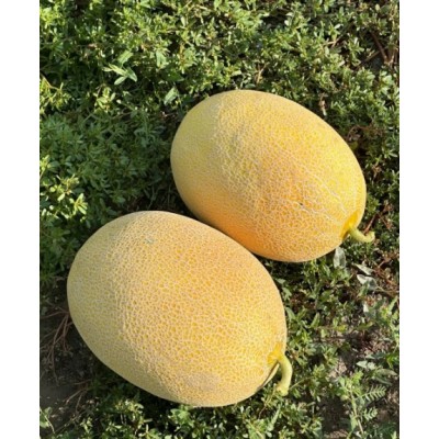 Селена F1 250 семян овальной дыни, Libra Seeds, Турция (М 21 F1)